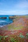 USA-California Pacific Ocean-cliffs edge in Mendocino Headlands State Park Art Print